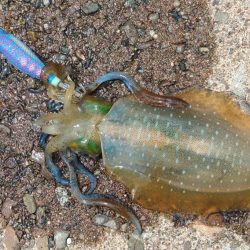 エギング秋シーズン開幕！ ～越前海岸～